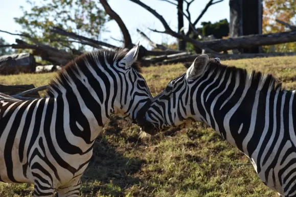 ΛουναρΣλοτς Καζίνο Υποστηριξη